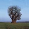 Benjamin Ficus